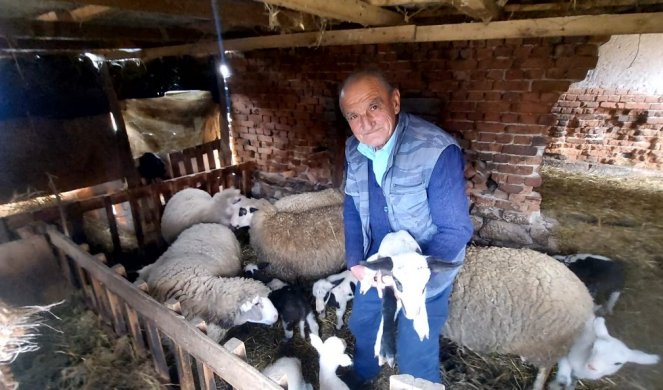 OVAKO NEŠTO SE NE PAMTI! Belka je ponos Gruže, ojagnjila petoro zdravih jagnjića! (FOTO)