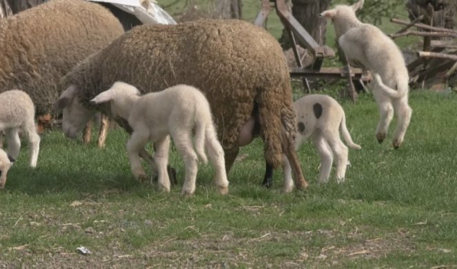 O ovom dečaku priča cela Srbija! Mali Luka sam čuva 200 ovaca: "Ne plašim se da budem sam na planini" (VIDEO)