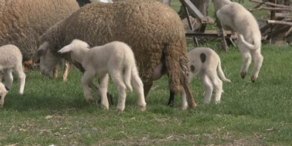 O ovom dečaku priča cela Srbija! Mali Luka sam čuva 200 ovaca: "Ne plašim se da budem sam na planini" (VIDEO)