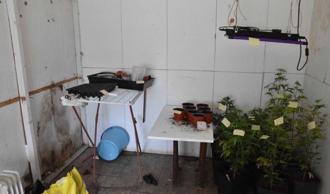 (FOTO) STABLJIKE, SAKSIJE, VENTILACIJA... Otkrivena laboratorija za veštački uzgoj marihuane u Subotici
