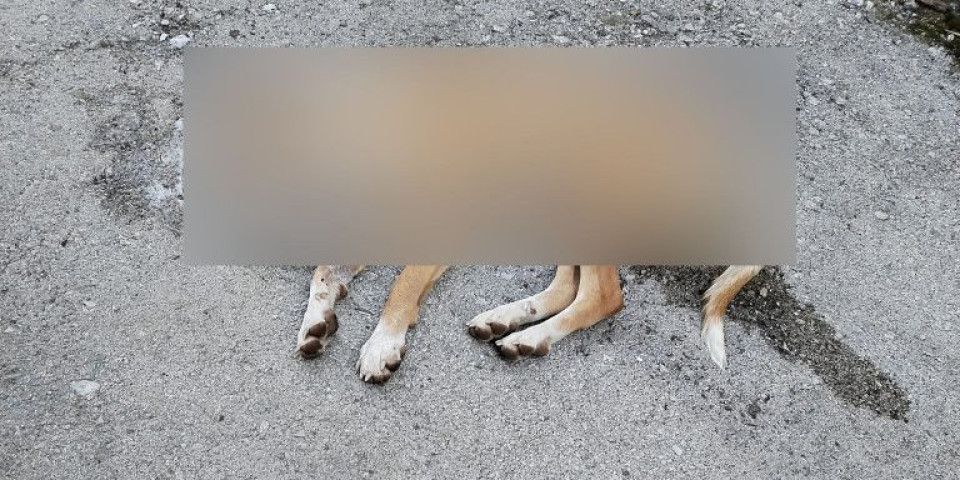 Horor na Novom Beogradu! Čekićem ubio staforda, vlasniku psa pretio smrću