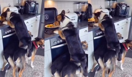 NAJVAŽNIJI JE TIMSKI RAD! Snalažljivost ova 3 psa kada je hrana u pitanju će vas oduševiti! (VIDEO)