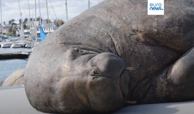 SENZACIJA! Otkrivena skulptura morža Freja u prirodnoj veličini (VIDEO)