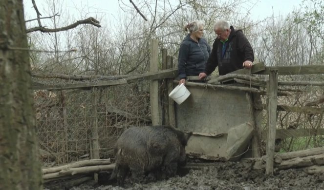 HIT OGLAS! Tomo iz Čačka traži ženu za vepra Mićka! (FOTO)