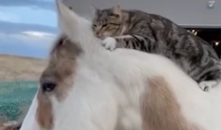 LJUBAV KOJA ĆE VAM ISTOPITI SRCE! Pogledajte kako izgleda prijateljstvo između mace i konja (VIDEO)