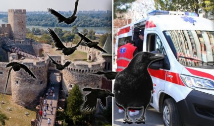 VRANE OPET NAPADAJU! Povređena žena u Beogradu, reagovala i Hitna pomoć