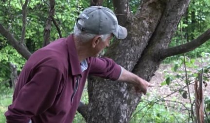 ŽALOSTAN PRIZOR U IVANJICI: Grom spalio drvo, oko njega 5 ovaca na zemlji - Sve se dogodilo u par minuta... (VIDEO)