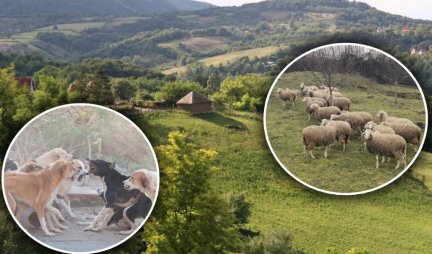 Krvoločne zveri zaklale jagnje! Meštani u strahu, u blizini je škola napašće decu (FOTO)