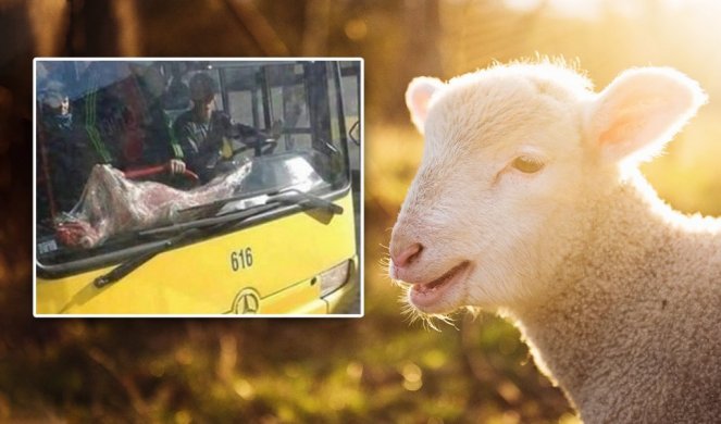 UVILI ODRANO JAGNJE U KESU, PA "ZAGLAVILI" U AUTOBUSU! Nema sumnje, spremno je za peći, samo da ga dovezu! Ova slika je najveći hit, ali stvarno! (FOTO)