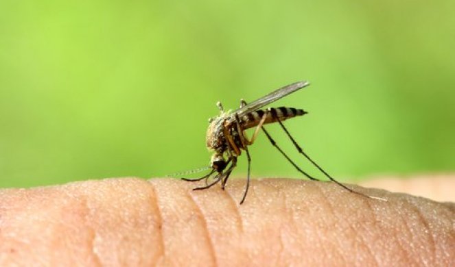 Uz ova tri jednostavna i jeftina trika lako ćete se otarasiti komaraca! Zaobilaziće vas u širokom luku