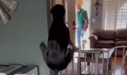 KOLIKA LJUBAV, KOLIKA RADOST! Reakcija psa kada je ugledao vlasnika će vam ISTOPITI SRCE (VIDEO)