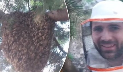 DODIRNUO KOŠNICU, A ROJ PČELA SE USTREMIO NA NJEGA! Ovo se ne viđa često, šok scena zabeležena na Zvezdari kada je mladi pčelar pokušao da... (VIDEO)