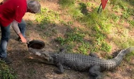 DRAMATIČAN SUSRET OČI U OČI: Krokodil ga je NAPAO, ali je TIGANJ bio jači! (VIDEO)