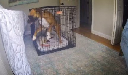 PRAVI JE HUDINI! Nećete verovati kako se pas izvukao iz kaveza - BRZINOM SVELOSTI (VIDEO)
