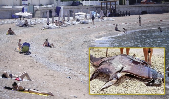 ULOVILI "ĐAVOLJU RIBU" U MESTU NA KOM SE SRBI MASOVNO KUPAJU! Kada se ovo čudo pomeri, čuje se kao GRMLJAVINA (FOTO)