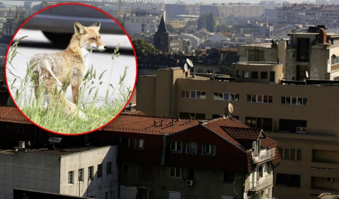 DA LI JE OVO NOVI STANOVNIK BEOGRADA? Građani u čudu - Lisica mirno šeta ulicom! (FOTO)