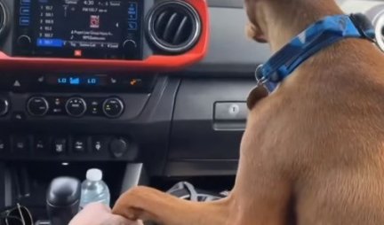 DRŽI ME I NE PUŠTAJ! Ovaj pas zahteva NAJSIMPATIČNIJU stvar, svaki put kad se vozi u kolima sa svojim vlasnikom (VIDEO)