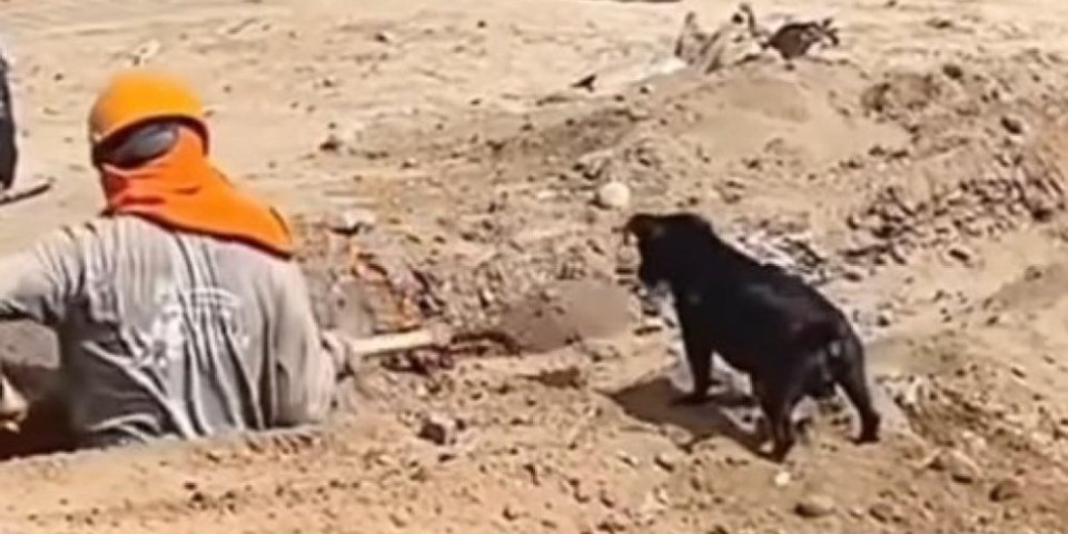 Ovakvog pomoćnika bi svako poželeo! Dok radnik kopa pesak, evo šta radi ovaj presladak psić (VIDEO)