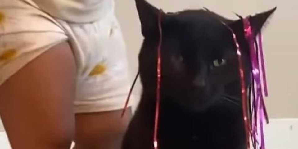 Šta je meni ovo u životu trebalo? Sigurni smo da se upravo to pita ova mačka, kojoj je strpljenje na ivici (VIDEO)