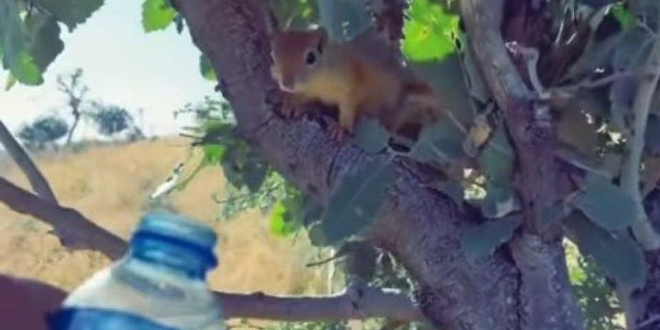 Prišao je veverici noseći flašicu vode! Zbog njene reakcije će vam krenuti suze - spasio je sigurne smrti (VIDEO)