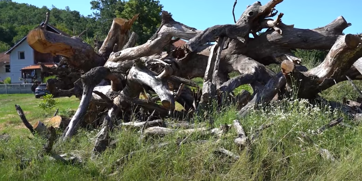 Džin iz Zlota pao! Olujni vetar prekinuo vek jednom od najstarijih hrastova u Srbiji, meštani tuguju (VIDEO)