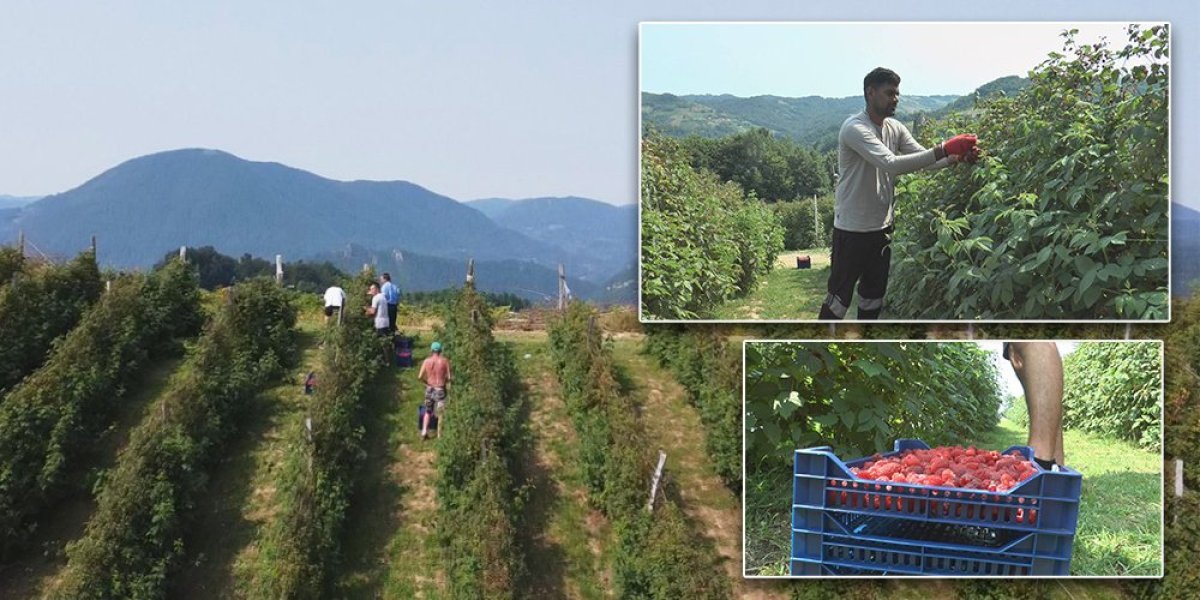 Visok je i snažan, bere po 60 kilograma malina dnevno: Nauvin iz Indije postao omiljen i atrakcija među meštanima u selu Trešnjevica (FOTO)