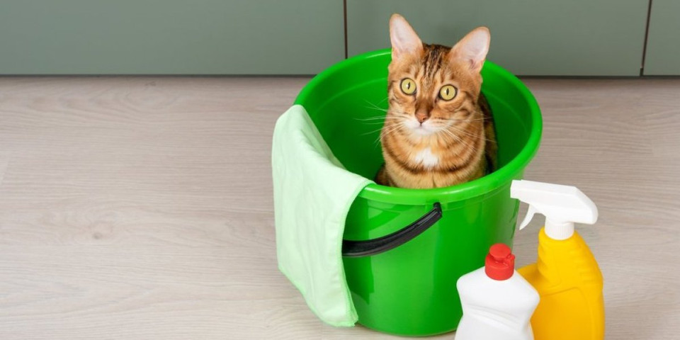 Preslatko smetalo! Mačka koja voli da pomaže (odmaže) u kućnim poslovima (VIDEO)