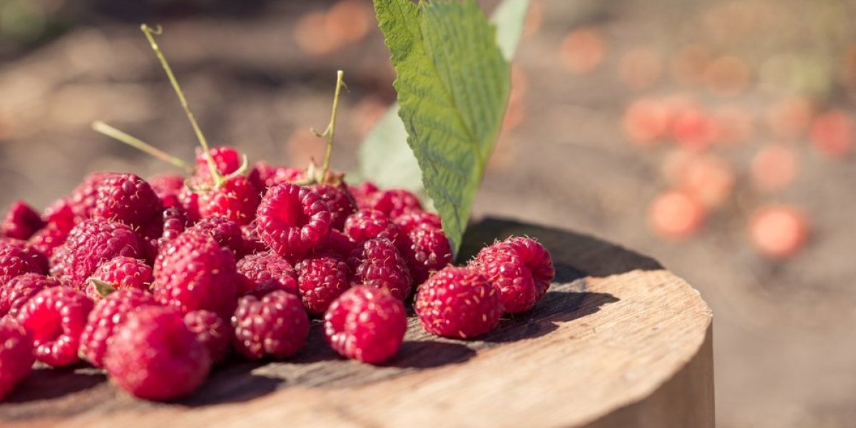 9 ključnih razloga zašto bi svaka žena trebalo da jede maline svakodnevno (FOTO)