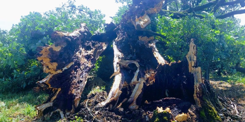 Superćelijska oluja slomila sveto drvo staro 4 veka! Meštani sela Masloševo uz molitvu se opraštaju od hrasta (FOTO)