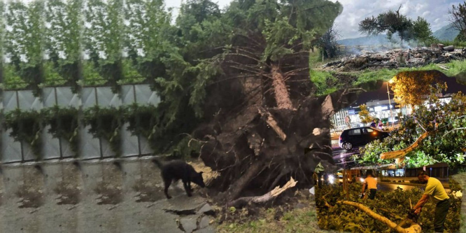 (FOTO) Oluja u Sivcu napravila haos! Izvaljivala drveće iz korena, žice za struju pale, nema električne energije!