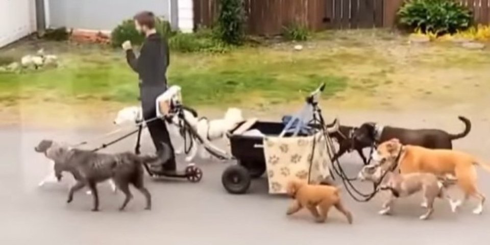 Kakva genijalna ideja! Šetač pasa je smislio najpraktičniji način za obavljanje svog posla - pomoću električnog trotineta (VIDEO)