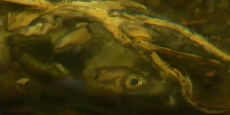 Au, koliko jezivo! Otkrivena zombi riba - pliva bez delova tela, ko je video kaže da nema ničeg goreg (VIDEO)