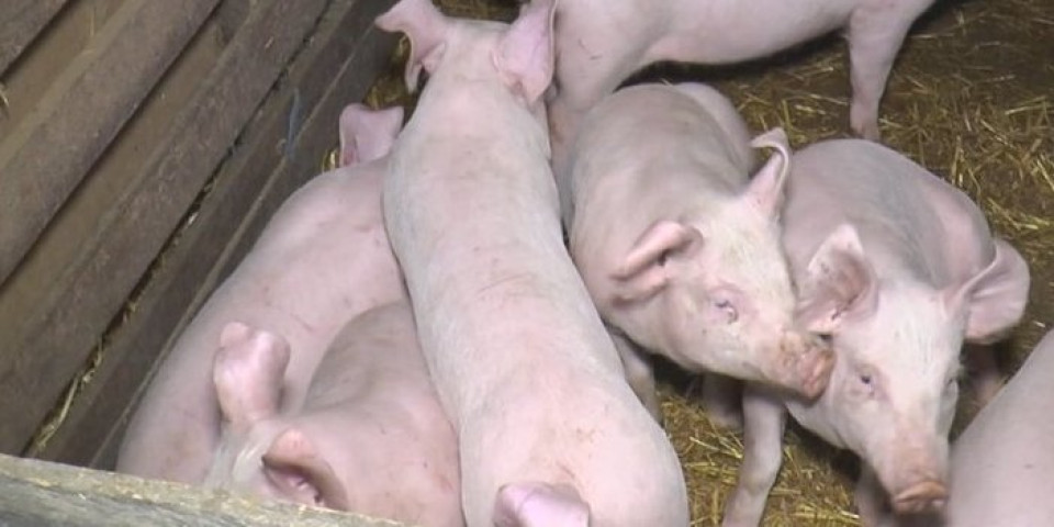 Hitna reakcija nadležnih: Sprečen nelegalni transport svinja u Raškoj