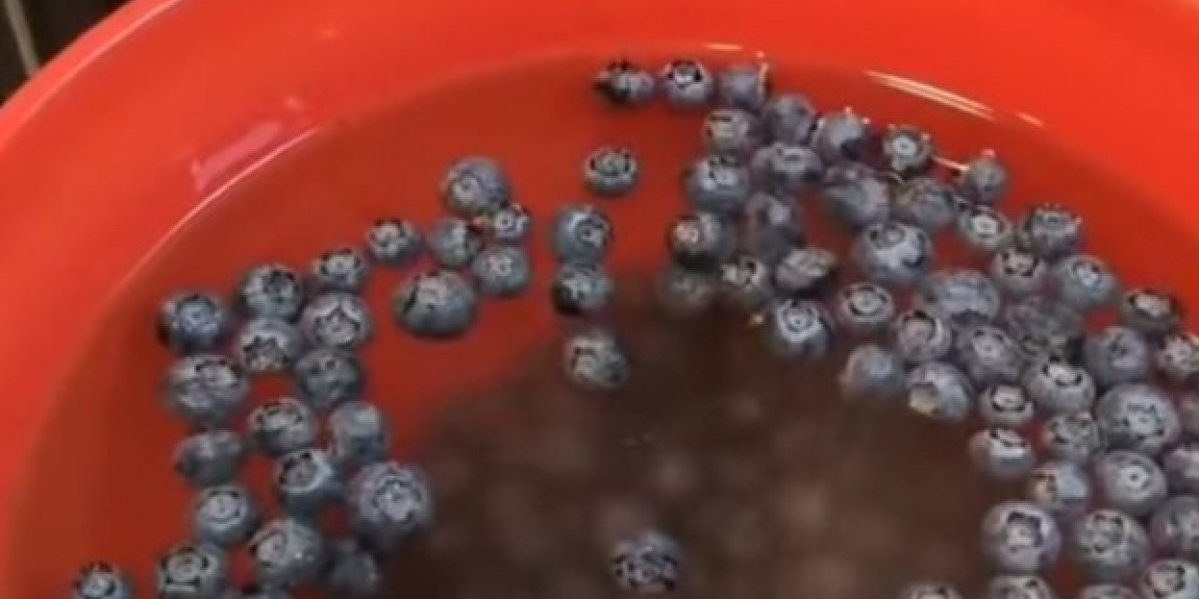 Sjajna stvar! Ovako ćete razlikovati zrele borovnice, od onih koje ipak nisu za jelo (VIDEO)