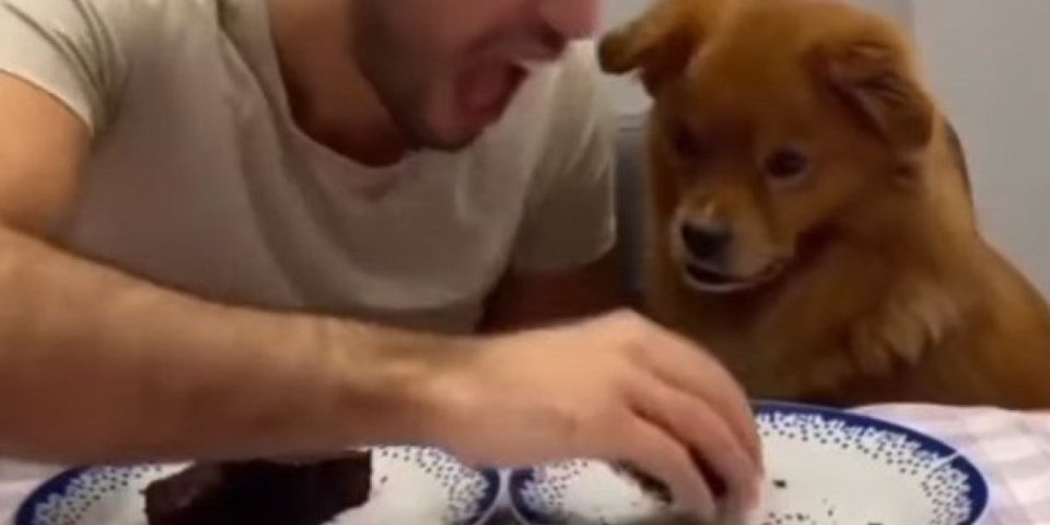 Ne voli da deli hranu! Reakcija psa kada mu vlasnik pojede kolač će vas nasmejati do suza (VIDEO)