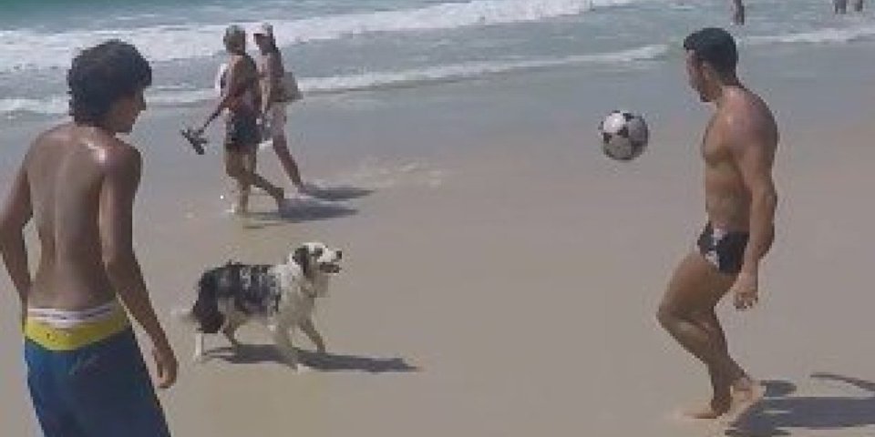 Njega bi svako poželeo u timu! Oduševiće vas kako ovaj pas dobacuje loptu (VIDEO)