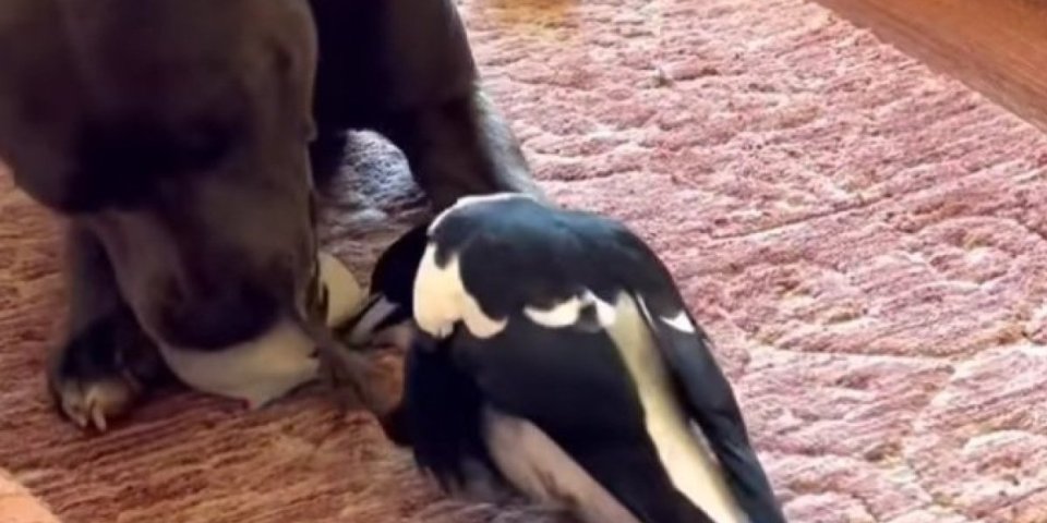 Najslađa borba za igračku! Upoznajte svraku koja obožava svoju pseću braću, pa čak i laje kao i oni (VIDEO)