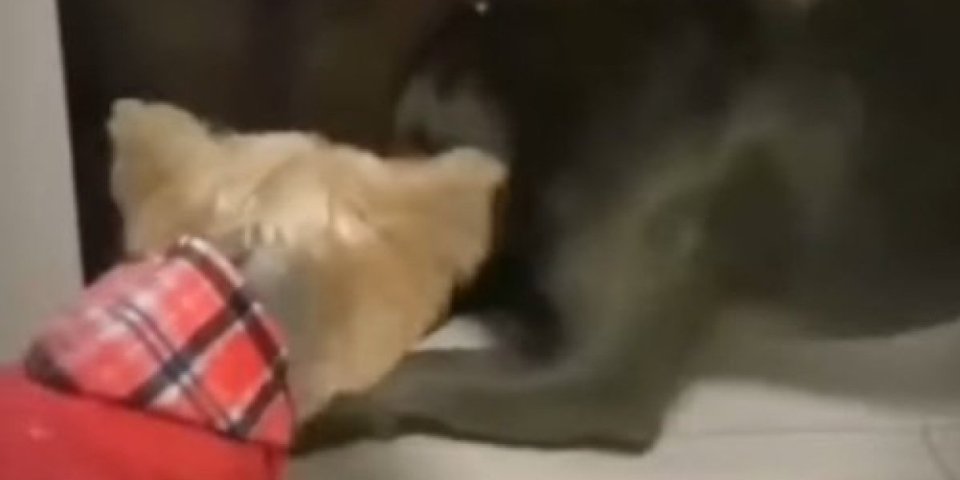 Šta radiš, skloni se! Oduševiće vas kako ovaj mališa brani svoju kućicu od velikog psa (VIDEO)