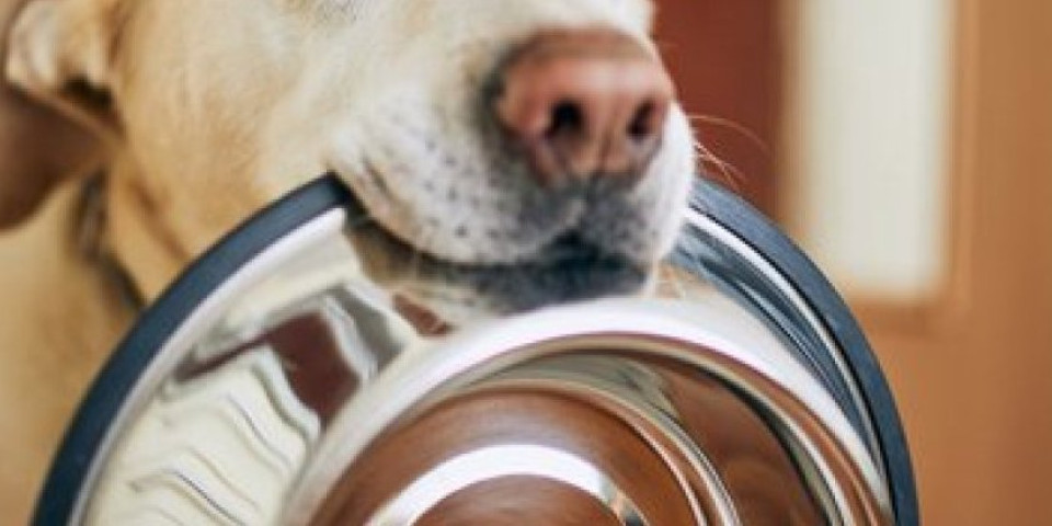Maksimalni nivo lenjosti! Kada vidite kako ovaj pas pije mleko, plakaćete od smeha (VIDEO)