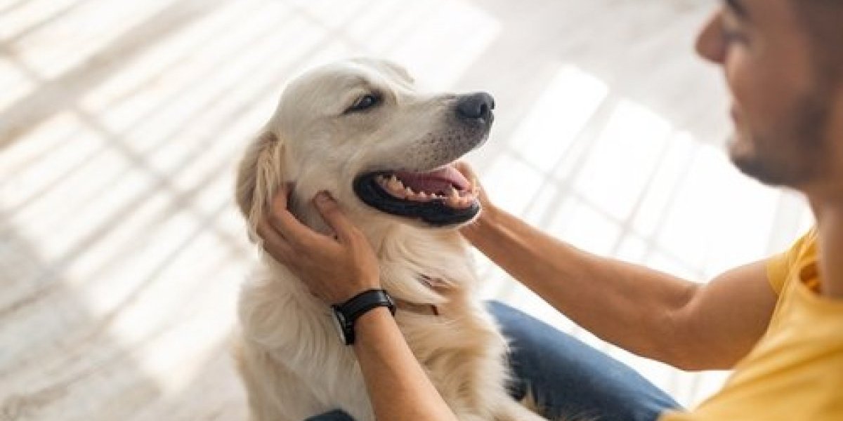 Vaš pas nije star koliko mislite: Ovako se računaju pseće godine