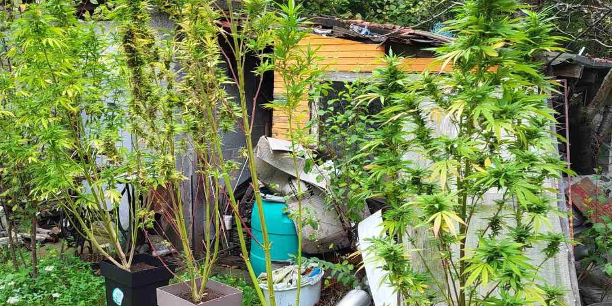 Otkrivena laboratorija marihuane u Kragujevcu! Uhapšen diler, a evo koliko droge je zaplenjeno