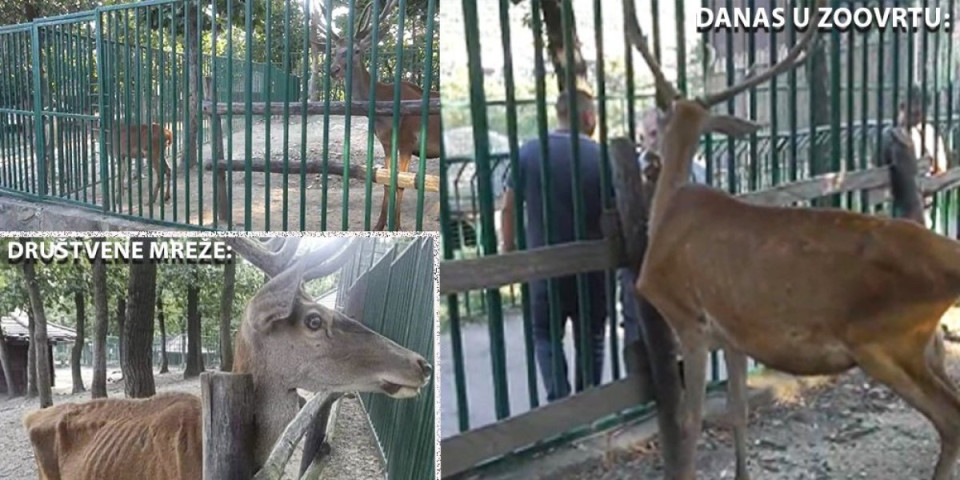 (VIDEO) Ovako izgledaju životinje u borskom zoo-vrtu! Posle objava na društvenim mrežama, bili smo na licu mesta