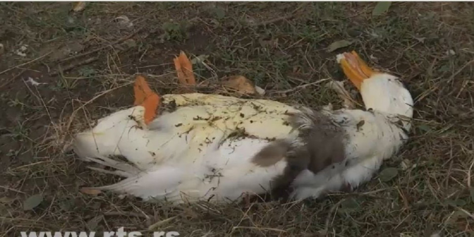 Užas! Uginulo 30 labudova! Pored vode pronašli i ovo