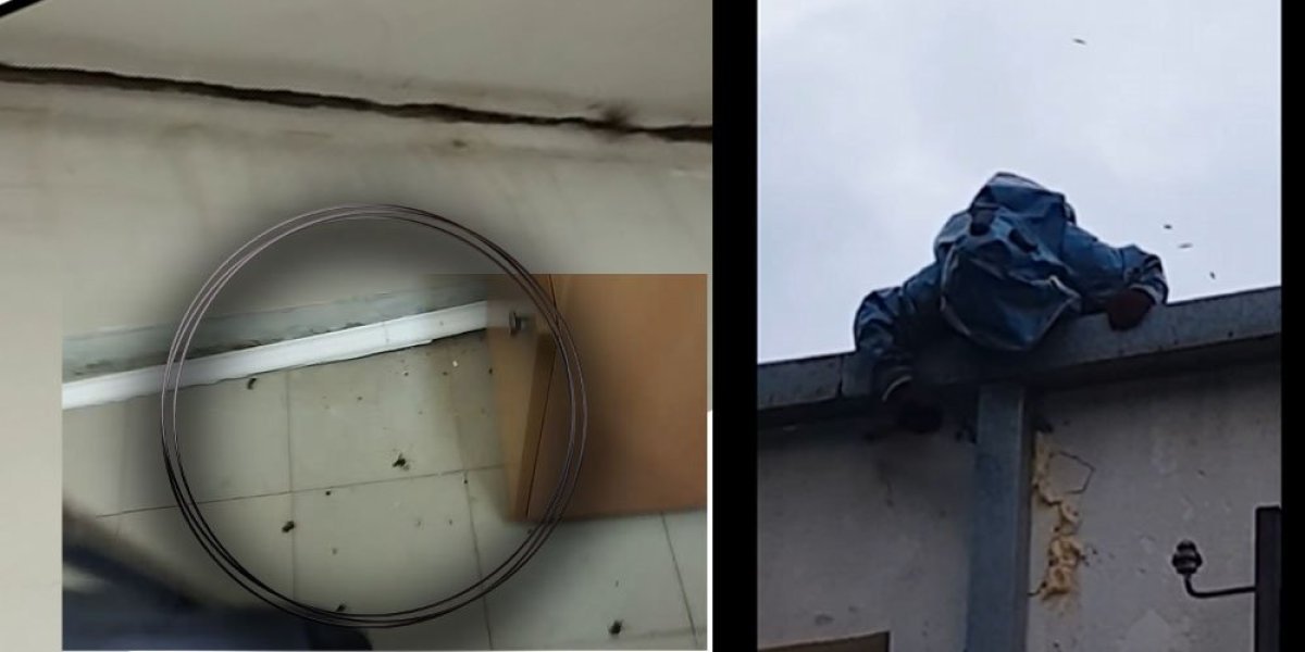 Stršljeni ušli u surduličku bolnicu i ugnezdili se na plafonu! Ovaj čovek je spasio pacijente, i to - preko krova! (VIDEO)