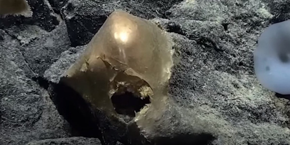Misteriozno zlatno jaje otkriveno na dnu okeana! Naučnici u šoku - nisu mogli da veruju svojim očima (VIDEO)