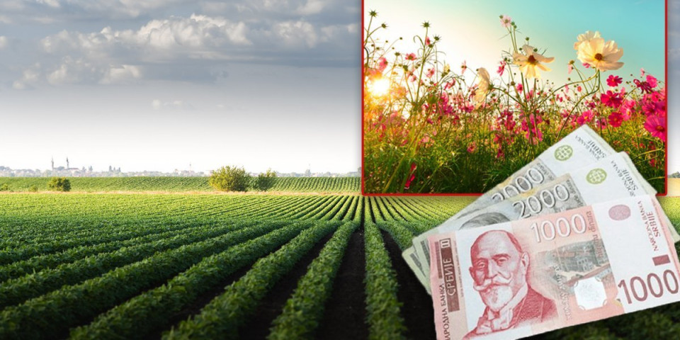 Poljoprivrednici od danas mogu da se prijave za novac od države: Po hektaru 18.000 dinara, a evo ko isključivo ima pravo na pare