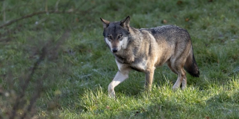 Zver došetala usred dana skoro do prvih kuća! Stanovništvo u panici sklanja malu decu i stoku! (VIDEO)