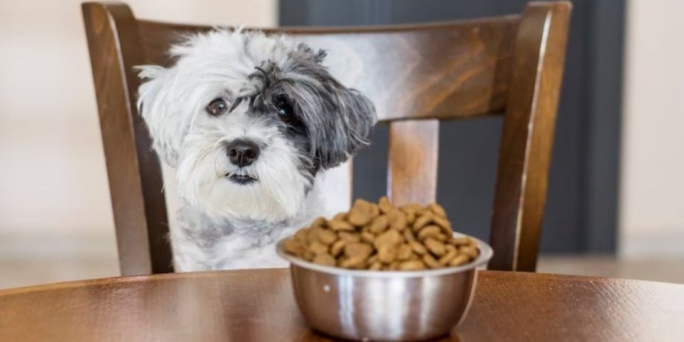 Veterinarke otkrile koje namirnice su otrovne za pse! Jedna može da dovede do zastoja bubrega (VIDEO)