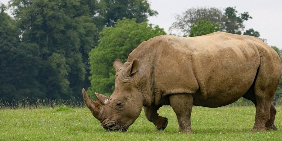 Užasna tragedija u Zoo vrtu: Ženka nosoroga ubila čuvara, drugi povređen