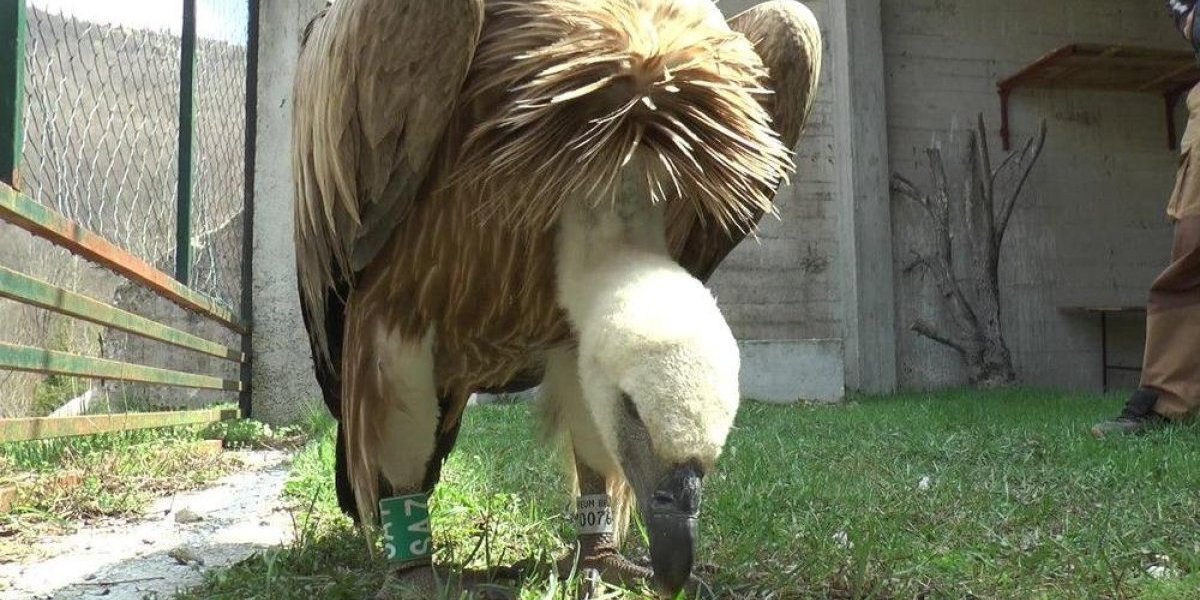 Beloglavi sup sa mosta kod Zlatibora završio u oporavilištu na Uvcu! Tužna pozadina situcije o kojoj je pričala Srbija